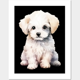 Puppy Bichon Frise Posters and Art